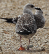 1cy fuscus in August, ringed in Finland. (81365 bytes)